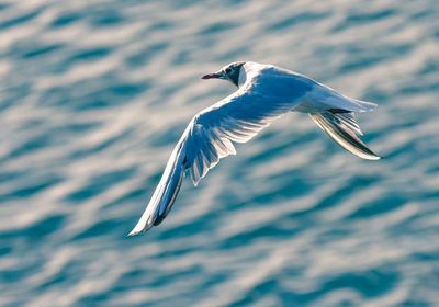 Bird flying over sea