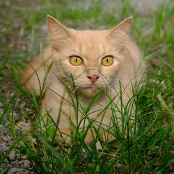 Portrait of cat on field