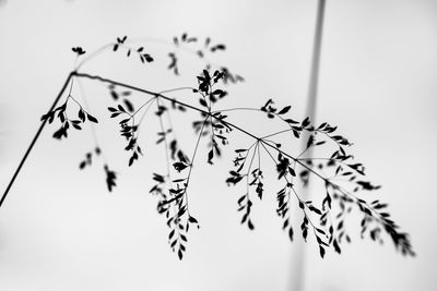 Low angle view of flowering plant against clear sky