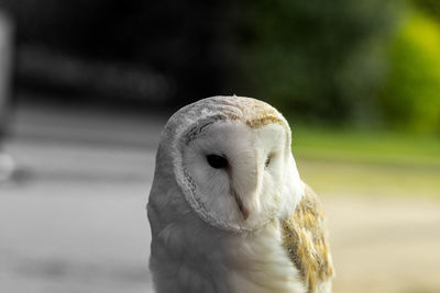 Close-up of a bird