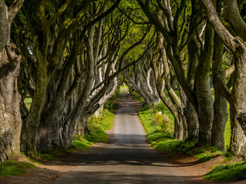 Road amidst trees in forest