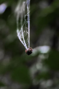 Close-up of insect on spider web