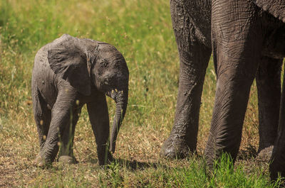 Elephant with infant standing on field