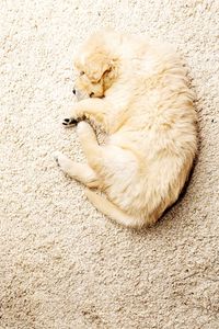 Close-up of cat sleeping