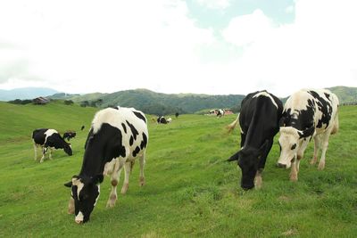 Cows grazing in a field