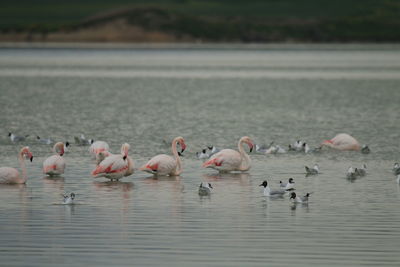 Swans swimming in lake