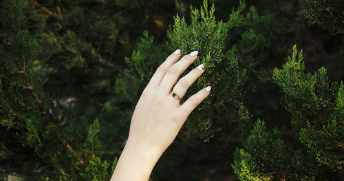 Close-up of hand holding plant