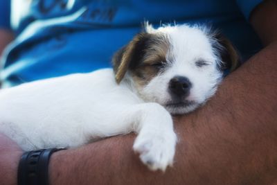 Close-up of a dog