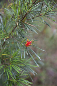 Close-up of insect on plant