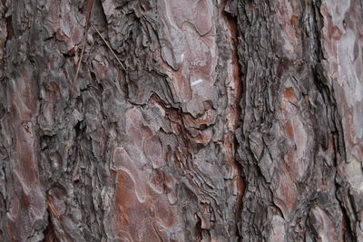 Close-up of tree trunk