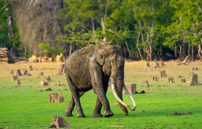 Horse grazing on field