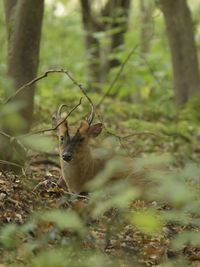 Close-up of squirrel on field