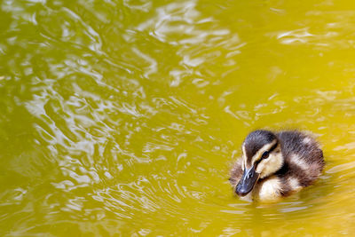 Close-up of duckling swimming in lake