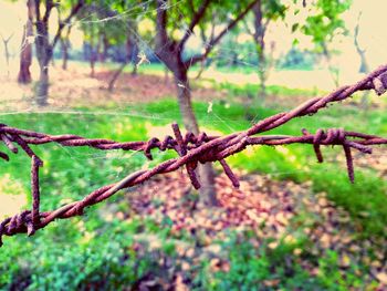 Close-up of barbed wire fence