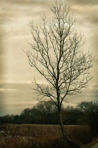 Bare tree on field against sky