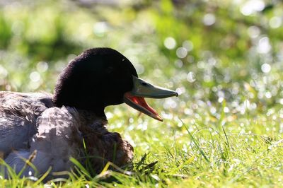 Close-up of swan on grass