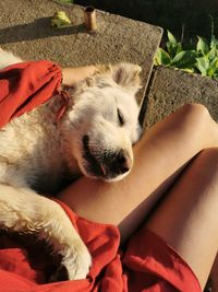 High angle view of dog sleeping