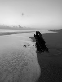 View of a dog on beach