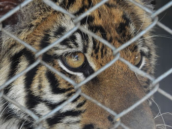 Close up of tiger 's eye behind the cage of the zoo.