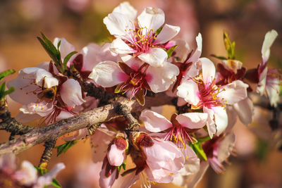 Close-up of cherry blossom tree