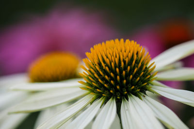 Close-up of yellow flower