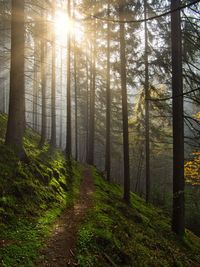 Pine trees in forest