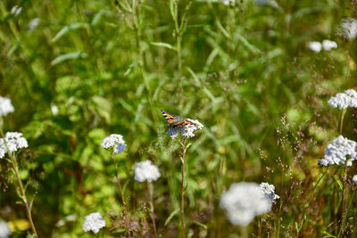 Close-up of butterfly pollinating on flower