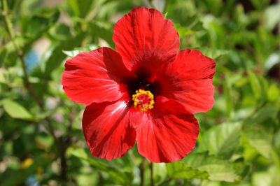 Close-up of red flower