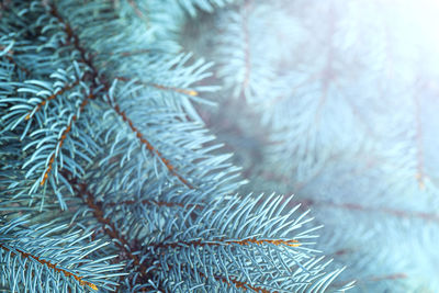 Full frame shot of pine tree during winter