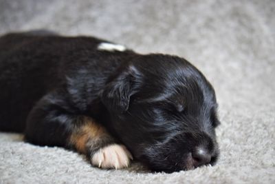 Close-up of puppy sleeping