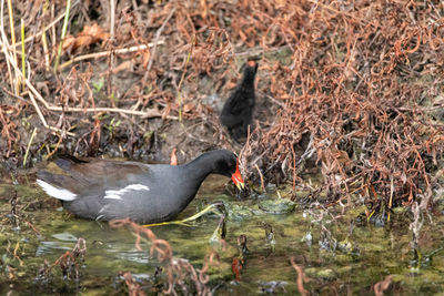 High angle view of bird in water