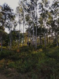 Trees in forest