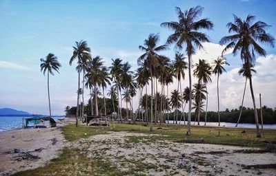 Palm trees on beach against sky