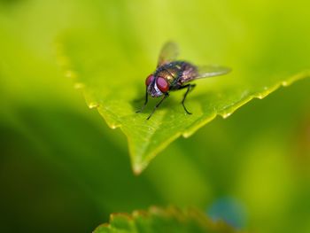 Close-up of housefly on leaf