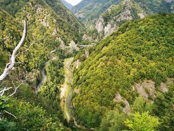 High angle view of trees on mountain