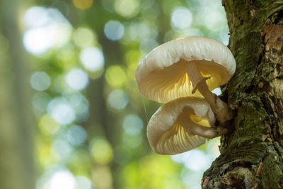 Close-up of mushrooms growing on field