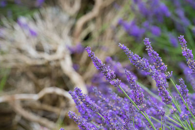 Close-up of purple flowering plant