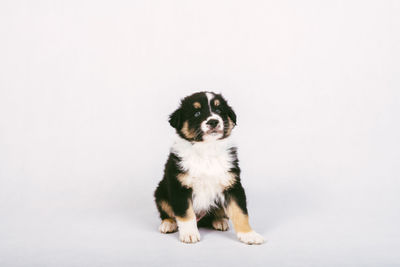 Portrait of a dog over white background