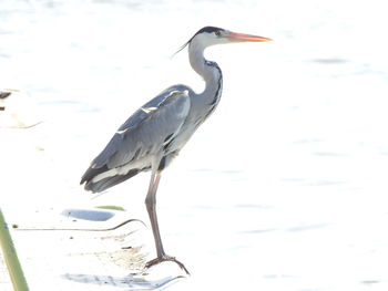 Bird perching on a lake