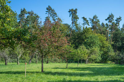 Trees on field against sky