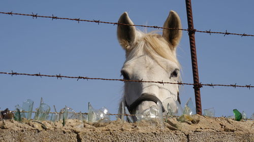 Low angle view of white horse against sky