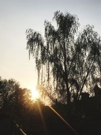 Sunlight streaming through silhouette trees against sky