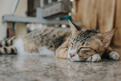 Close-up of a cat sleeping on floor