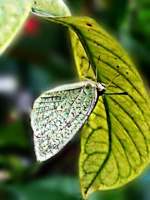 Butterfly sleeping under the leaf