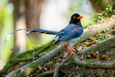 Close-up of bird perching on branch