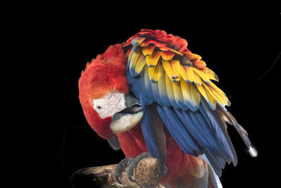 Close-up of parrot perching on black background