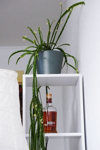 Close-up of potted plant on table against wall