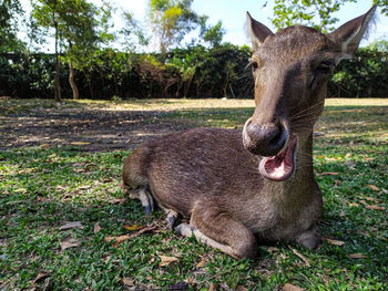 Close-up of deer in a field