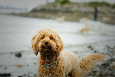 Close-up portrait of dog at lake