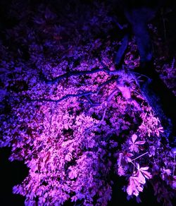 Close-up of pink flowers on tree at night
